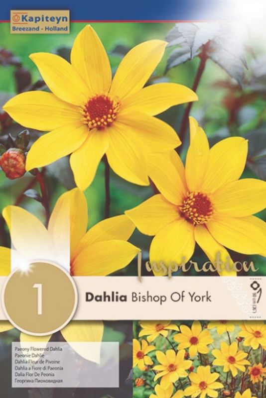 Georgine 'Bishop of York - Dahlia x cultorum. 1 stk.