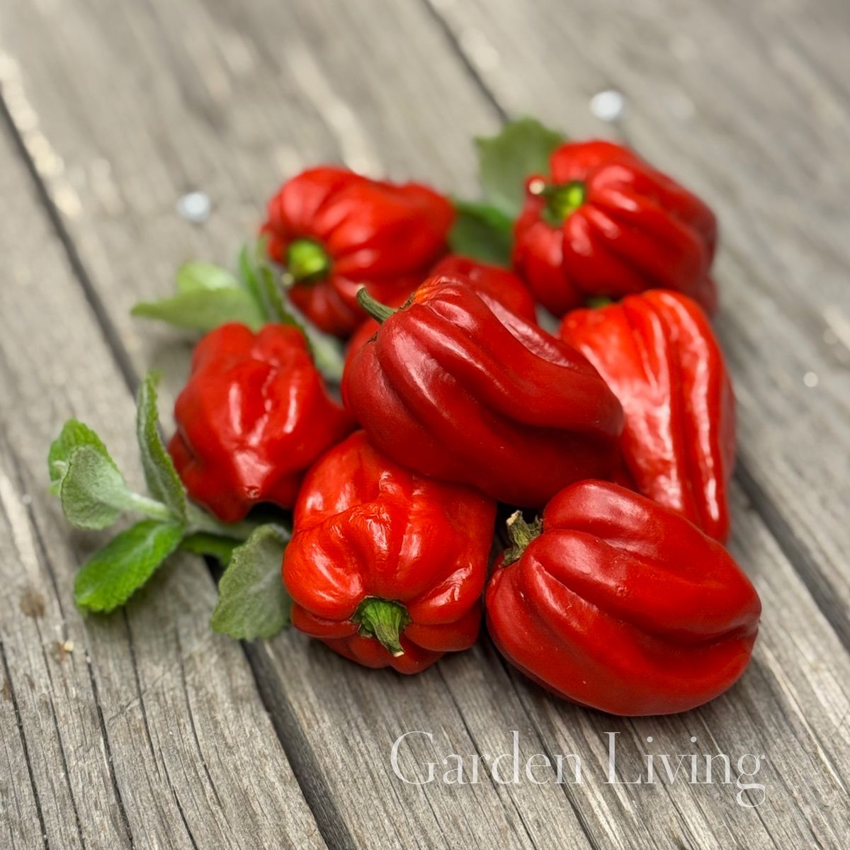Chilipepper 'Habanero Red' - Capsicum chinensis