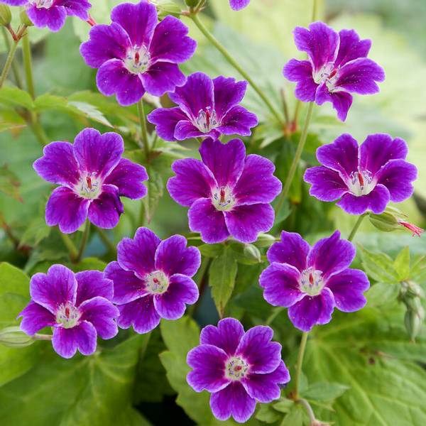 Bilde av Knutestorkenebb 'Tony's Talisman' - Geranium nodosum