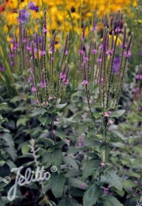 Hovedbilde Verbena stricta