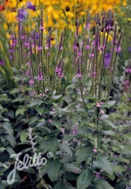 Verbena stricta