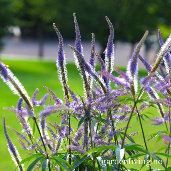 Hovedbilde Kransveronika 'Fascination' - Veronicastrum virginicum