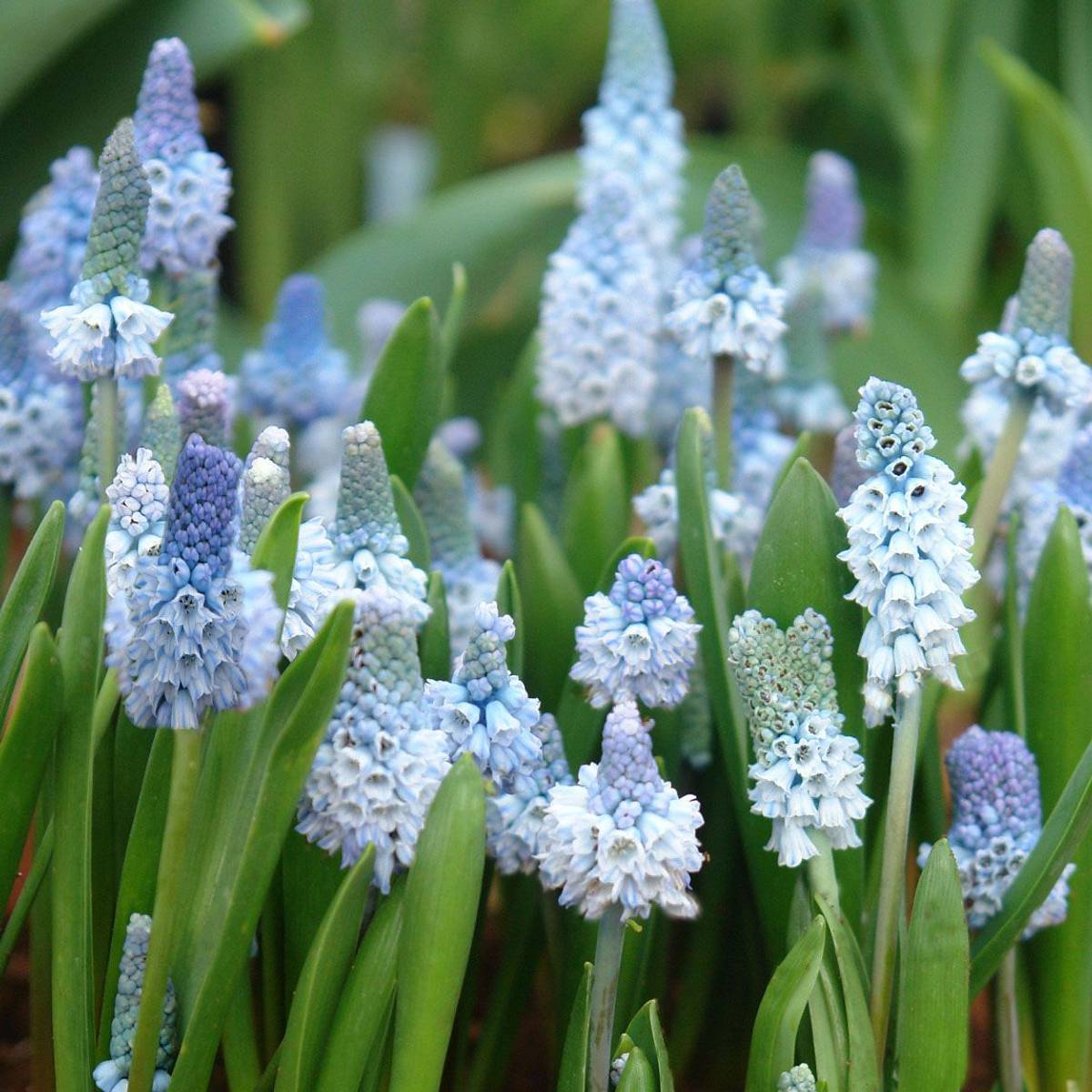 Asurperleblomst - Muscari azureum, 10 stk