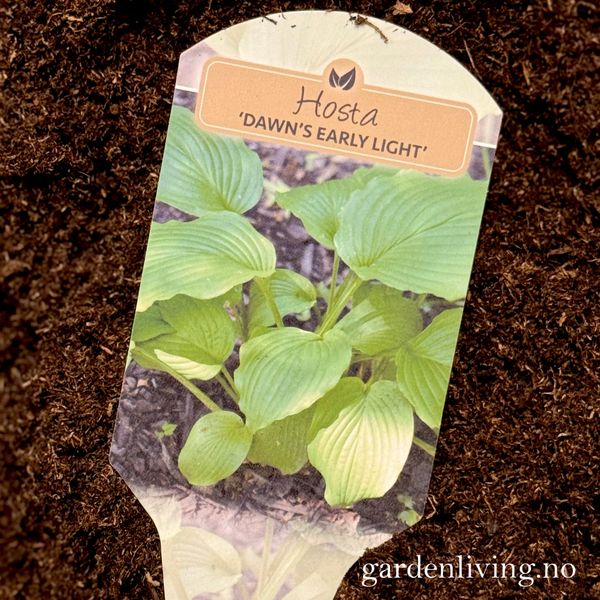 Hovedbilde Bladlilje 'Dawn’s Early Light' - Hosta