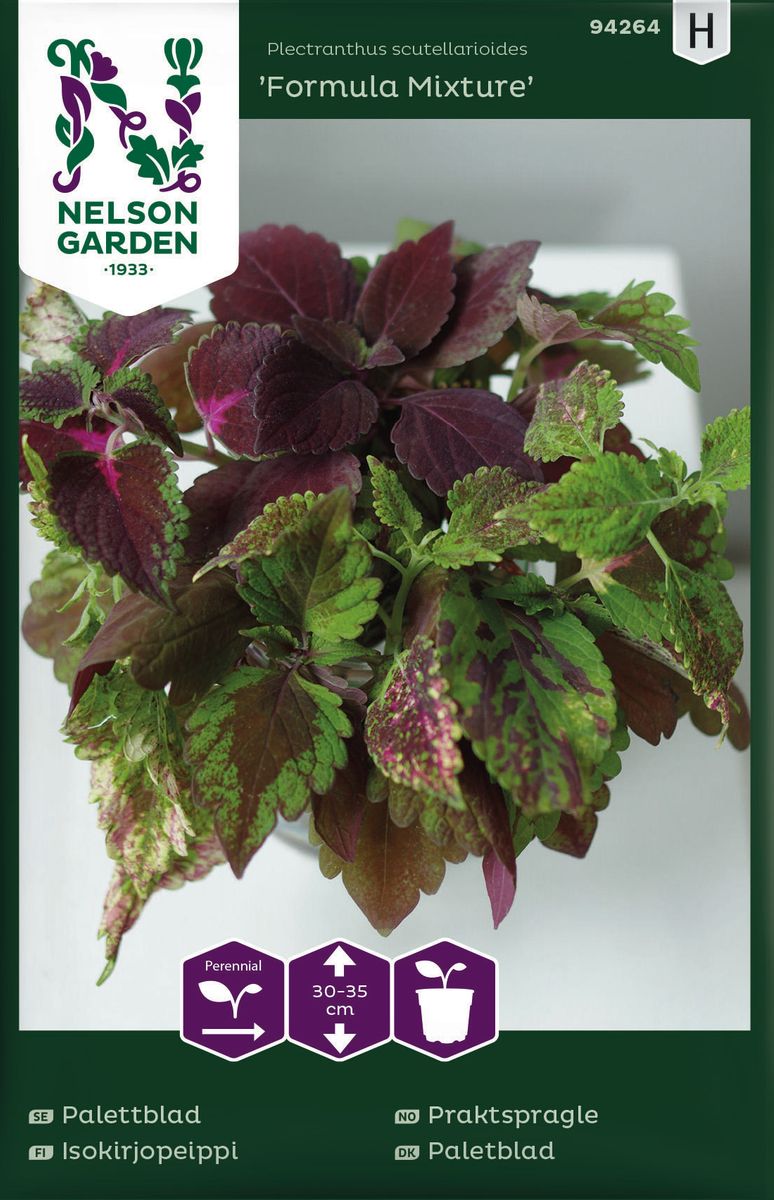 Praktspragle 'Formula Mixture' - Solenostemon blumei syn. Coleus blumei 