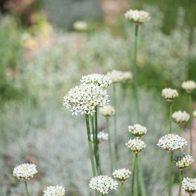 Svartløk - Allium nigrum - 8 stk