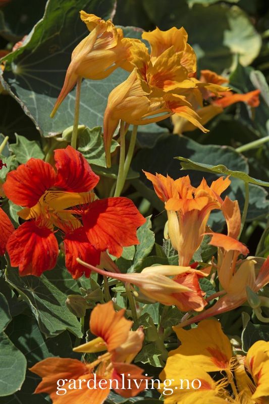 Blomkarse 'Arizona Mix' - Tropaeolum majus