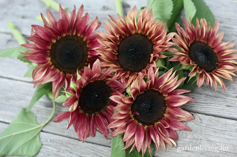 Solsikke 'Pro Cut Plum' - Helianthus annuus