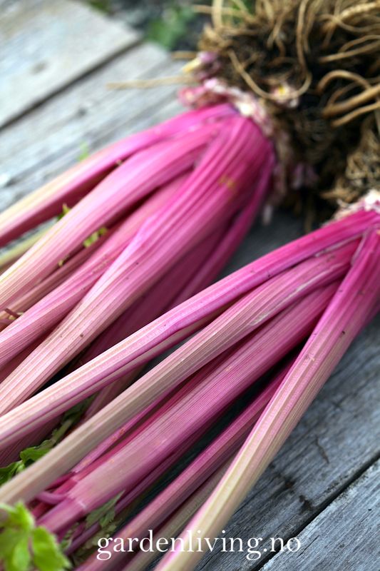 Stilkselleri 'Blush' - Apium graveolens