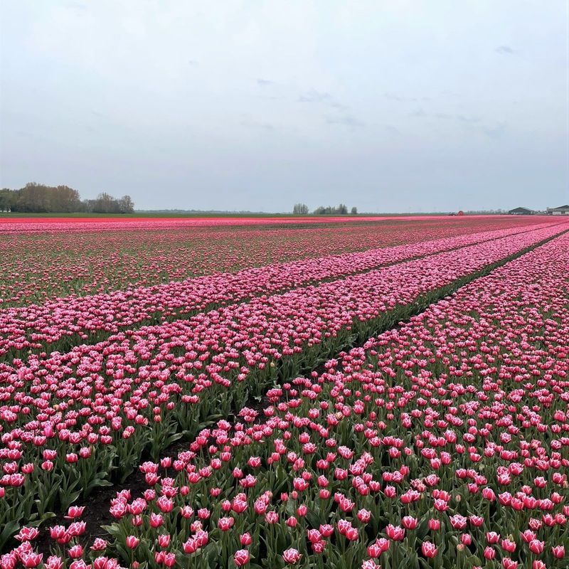 Tulipan 'Columbus', sen dobbel - 10 stk