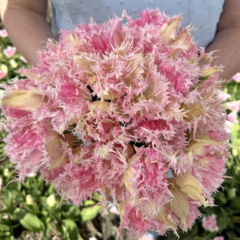 Tulipan 'Drakensteyn', frynsetulipan - 10 stk