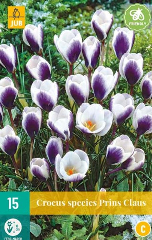 Begerkrokus 'Prins Claus’ - Crocus chrysanthus - 15 stk