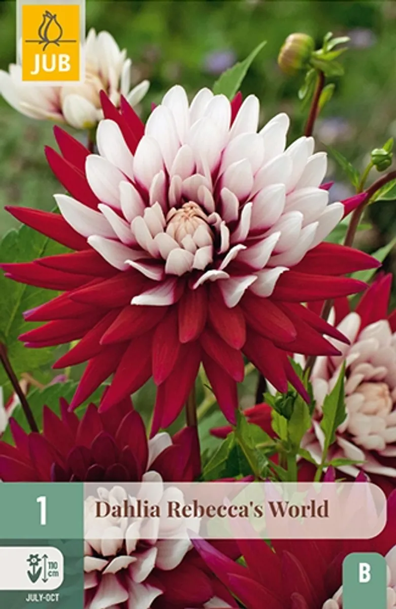 Georgine 'Rebecca's World’ - Dahlia x cultorum, 1 stk.