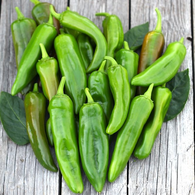 Hovedbilde Chilipepper 'Anaheim' - Capsicum annuum
