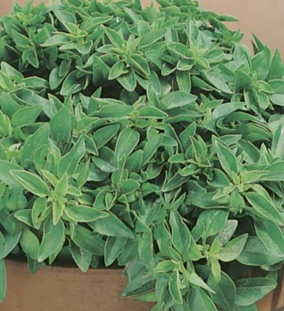 Basilikum 'Minette' - Ocimum basilicum 