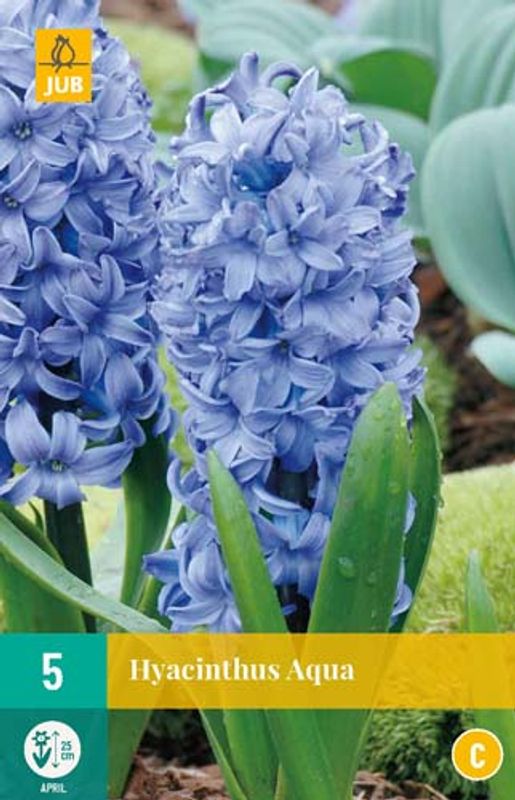Svibel 'Aqua' - Hyacinthus - 5 stk