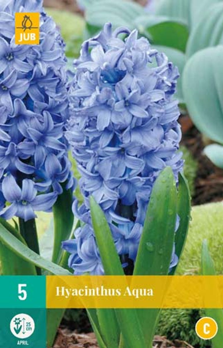 Svibel 'Aqua' - Hyacinthus - 5 stk