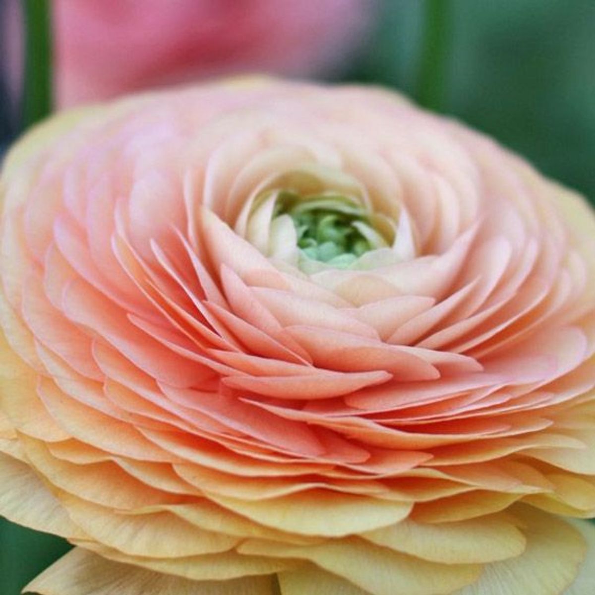 Ranunkel 'Elegance®  Pastello' - Ranunculus, 7 stk.