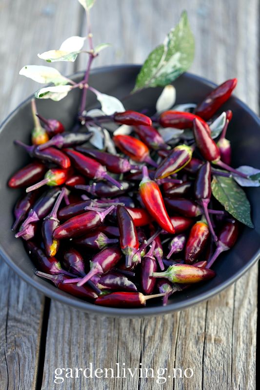 Chilipepper 'Calico' - Capsicum annuum