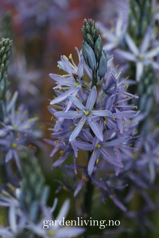 Bjørnestjerne 'Blue Candle’ - Camassia lei. - 1 stk