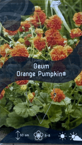 Bilde av Prakthumleblom ‘Orange Pumpkin' - Geum