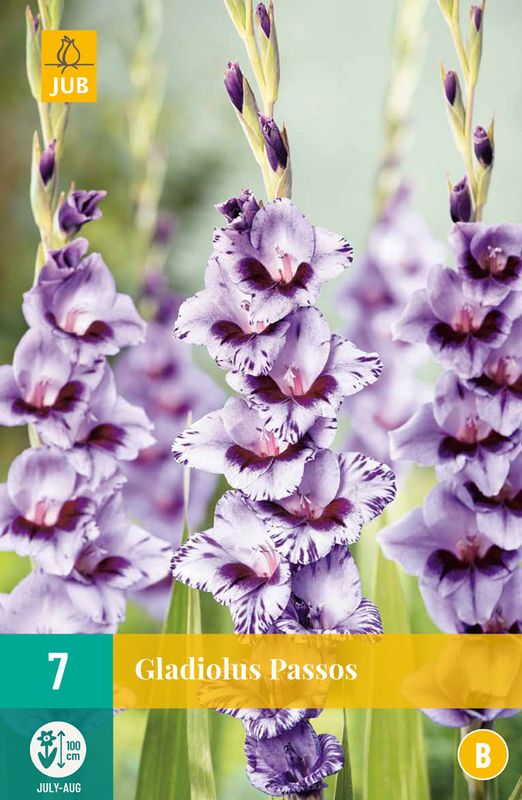Gladiol 'Passos' - Gladiolus, 7 stk.