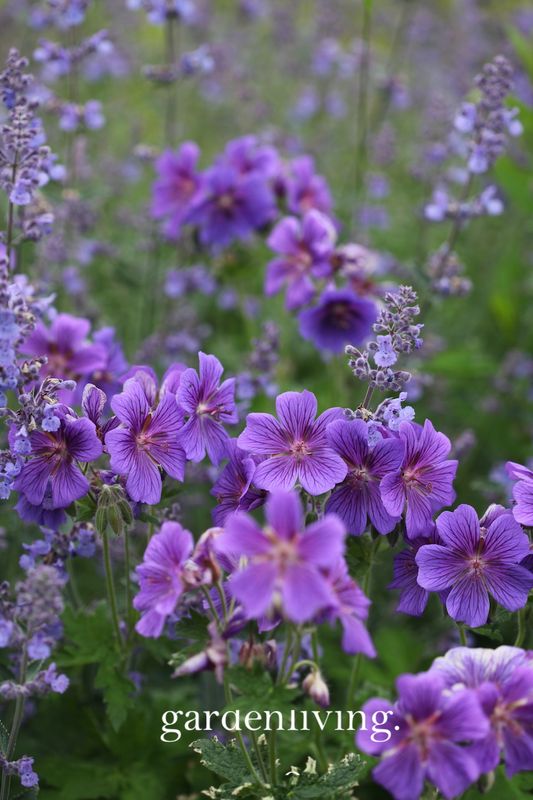 Julistorkenebb 'Rosemoor' - Geranium x magnificum 