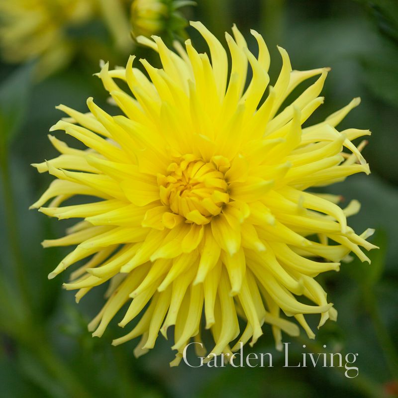 Georgine 'Kennemerland’ - Dahlia x cultorum - 1 stk