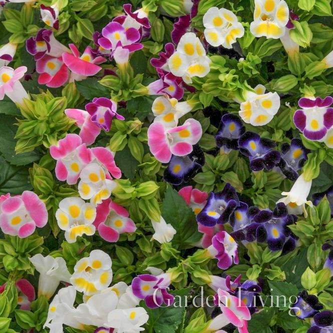 Hovedbilde Snuteblomst 'Kauai Mixed' - Torenia fournieri