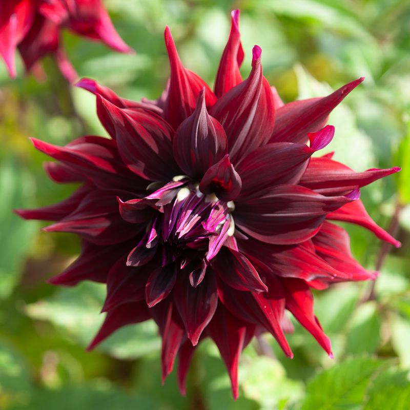 Georgine 'Brigitta Alida' - Dahlia x cultorum, 1 stk.