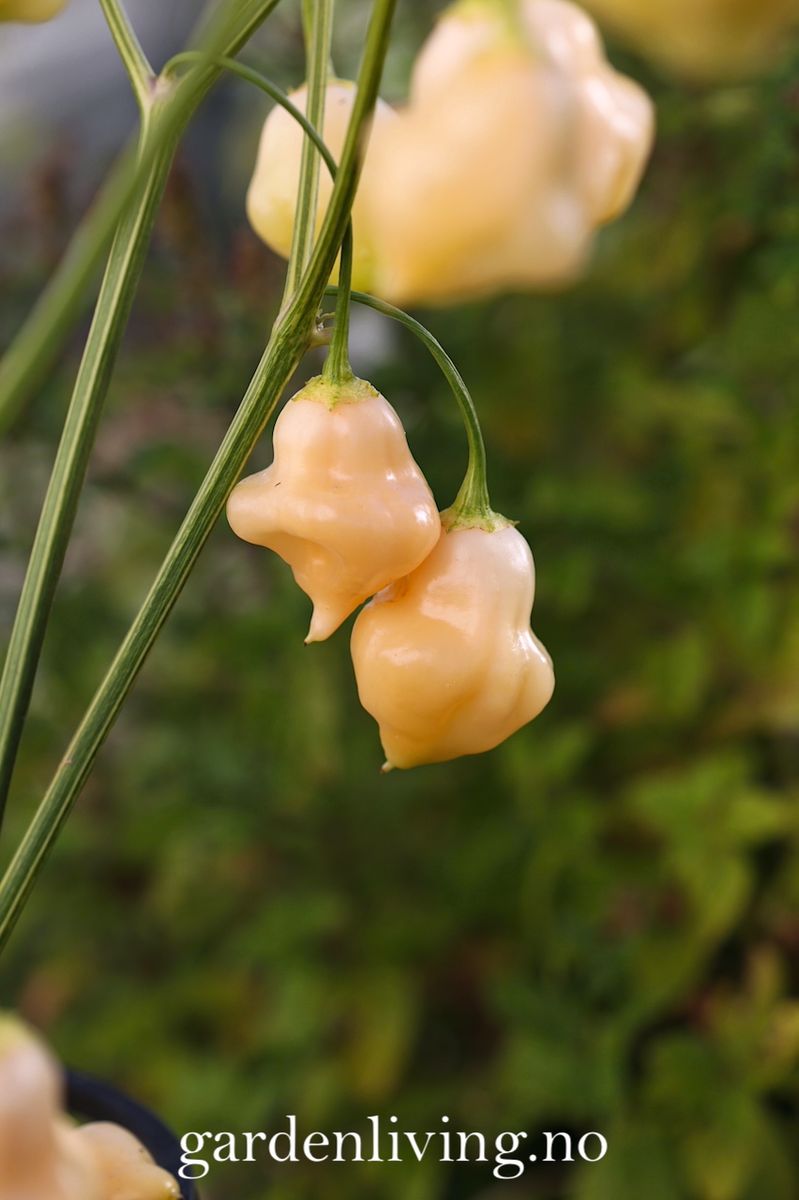 Chilipepper 'Sugar Rush Peach Bell' - Capsicum baccatum