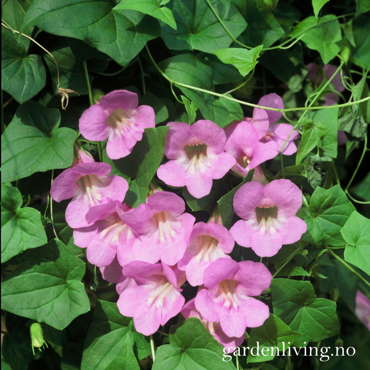 Klatreløvemunn 'Mystic Rose' - Maurandya/ Asarina scandens 