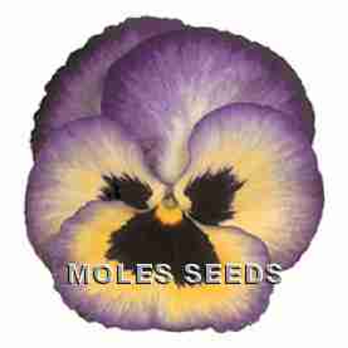 Stemorsblomst 'Pax Blueberry' F1 - Viola x wittrockiana