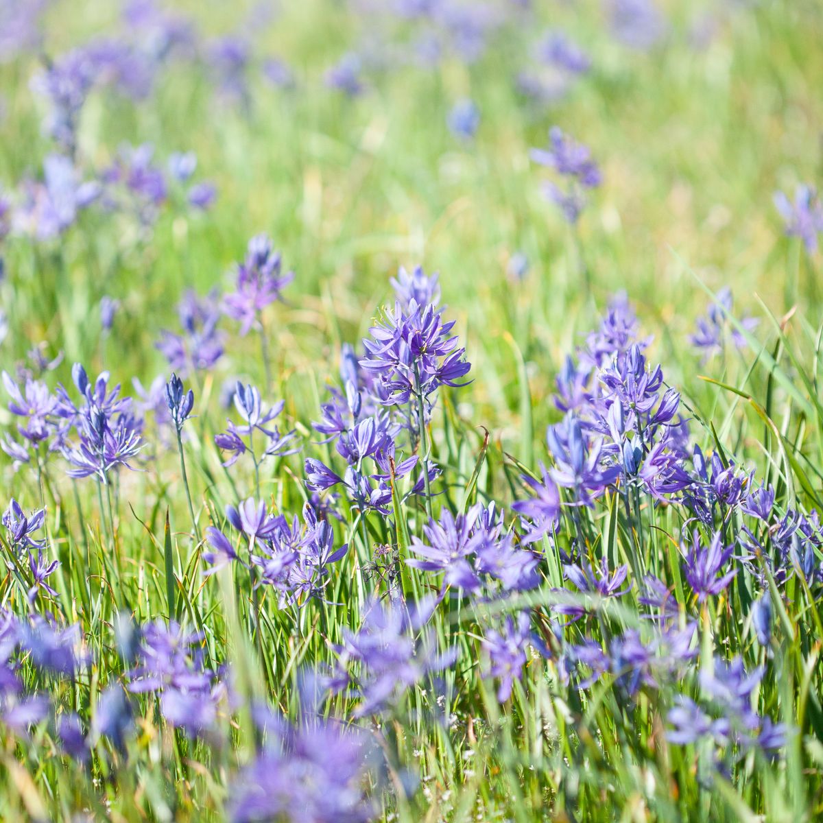 Bjørnestjerne -  Camassia quamash - 10 stk