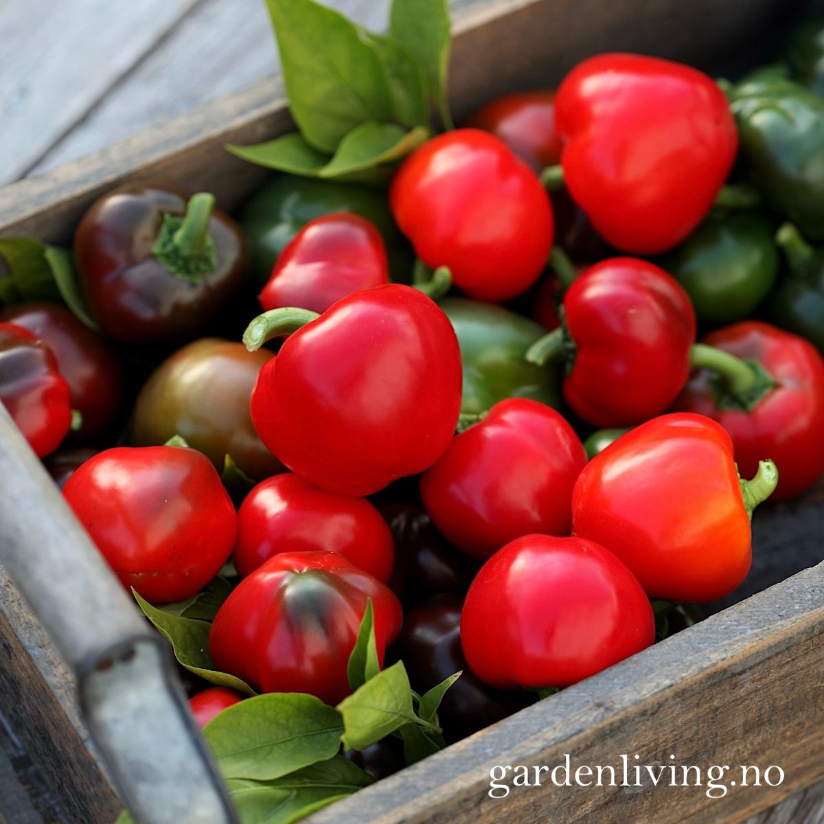 Paprika 'Topepo Rosso' - Capsicum annuum