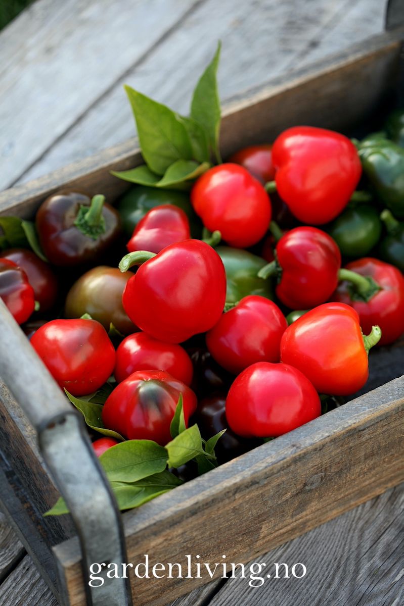 Paprika 'Topepo Rosso' - Capsicum annuum
