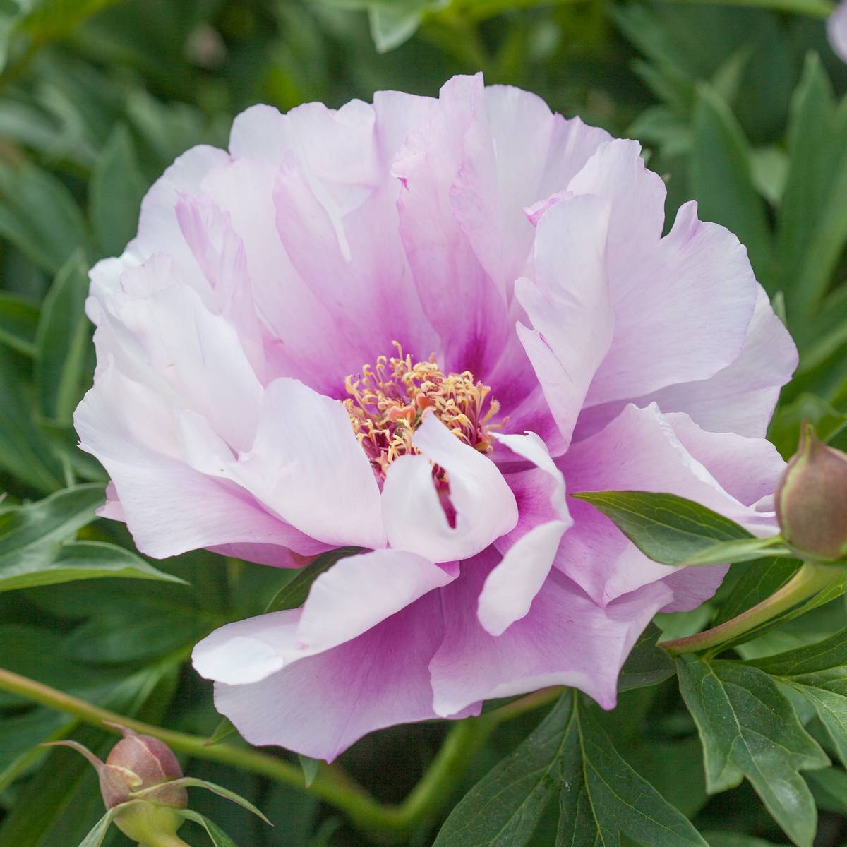Itoh pion 'First Arrival' - Paeonia itoh