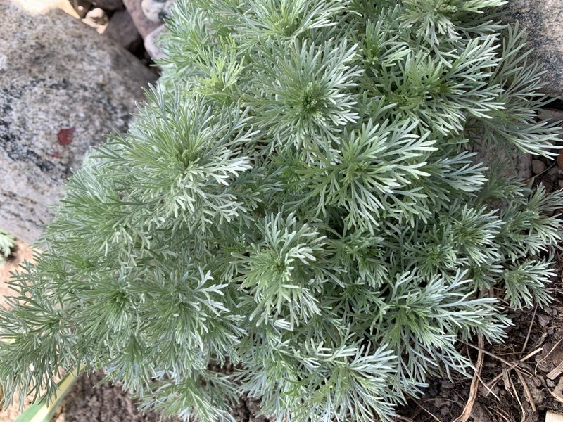Krypmalurt 'Nana' - Artemisia schmidtiana 