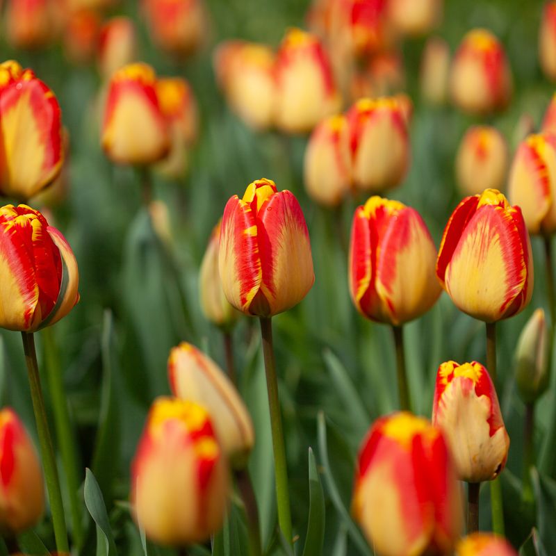 Tulipan 'Banja Luka', darwinhybrid - 10 stk
