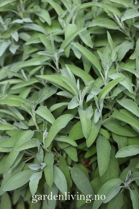 Hovedbilde Salvie - Salvia officinalis
