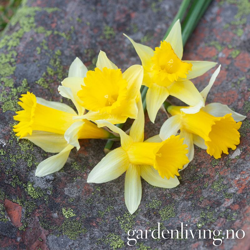 Narcissus pseudonarsissus 'Lobularis’ - 5 stk