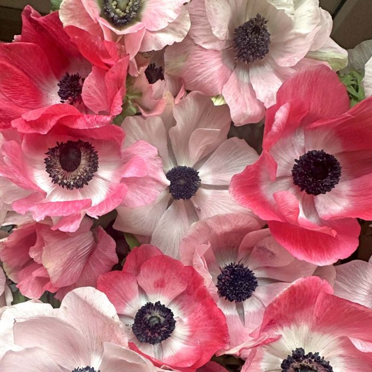 Kronsymre 'Mistral® Rosa Chiaro' - Anemone coronaria, 7 stk