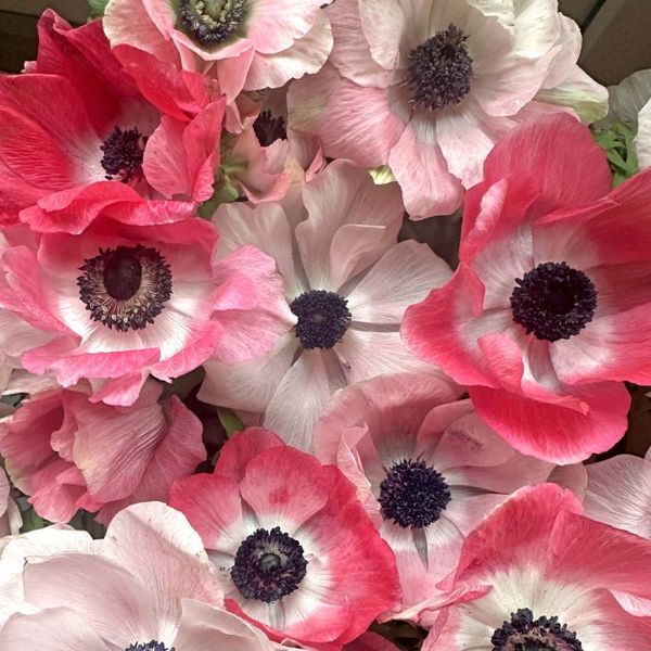 Hovedbilde Kronsymre 'Mistral® Rosa Chiaro' - Anemone coronaria, 7 stk