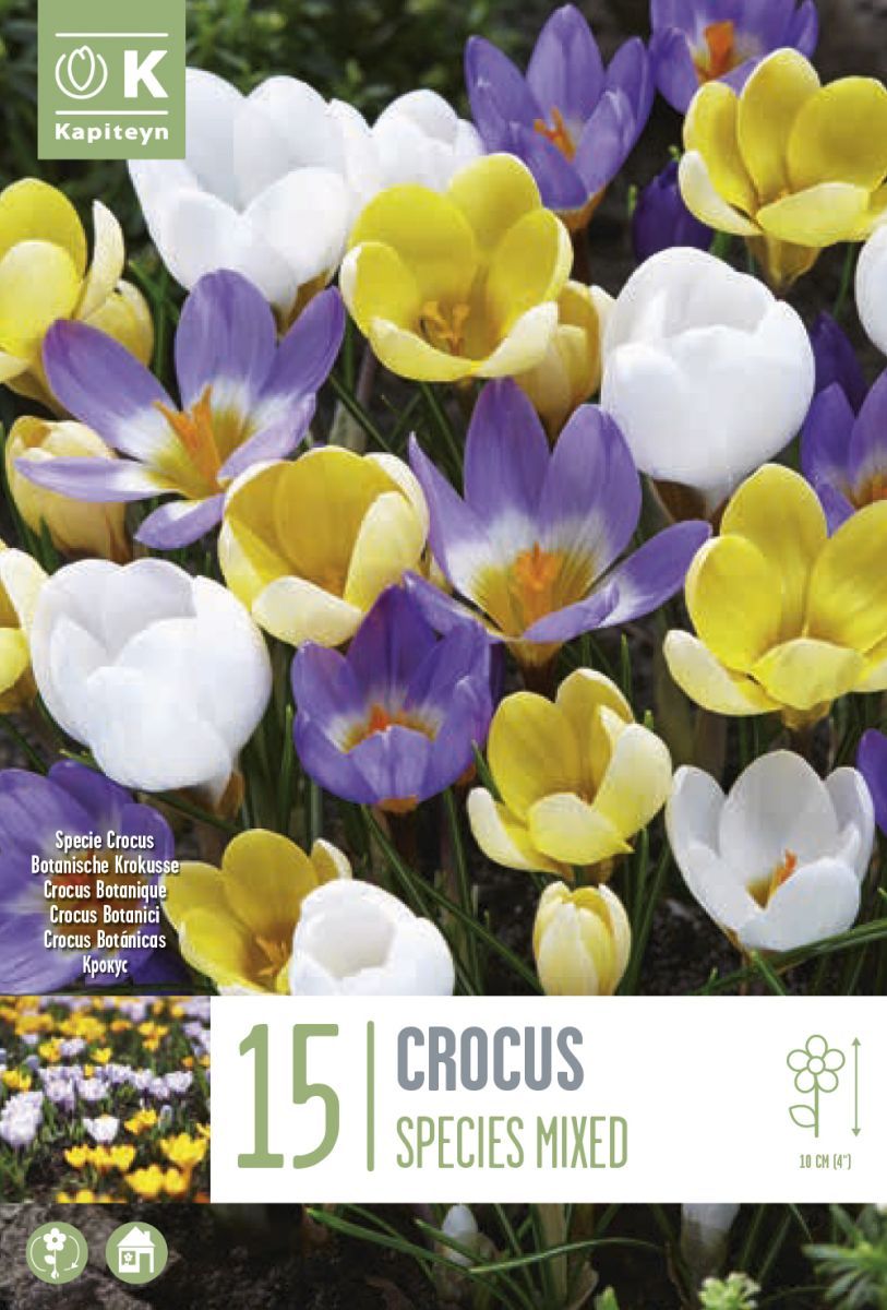 Krokus 'Species Mixed', småblomstret blanding - Crocus - 15 stk