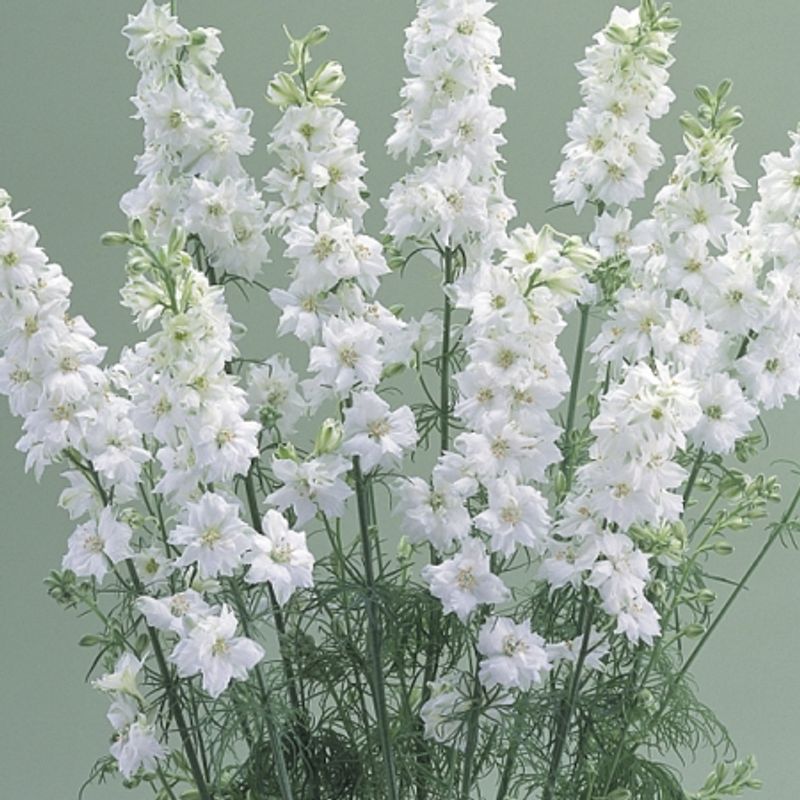Hyasintridderspore 'White Lady' - Consolida ajacis