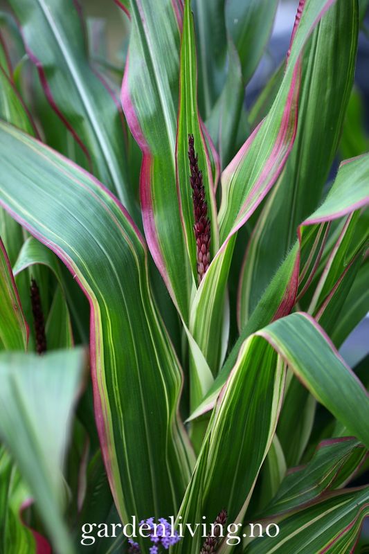 Prydmais 'Japonica Variegata' - Zea mays var. japonica