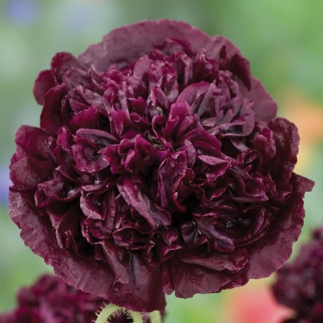 Hovedbilde Pionvalmue 'Black Beauty' - Papaver somniferum
