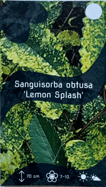 Bilde av Legeblodtopp 'Lemon Splash' - Sanguisorba officinalis