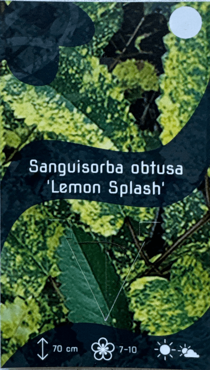 Legeblodtopp 'Lemon Splash' - Sanguisorba officinalis