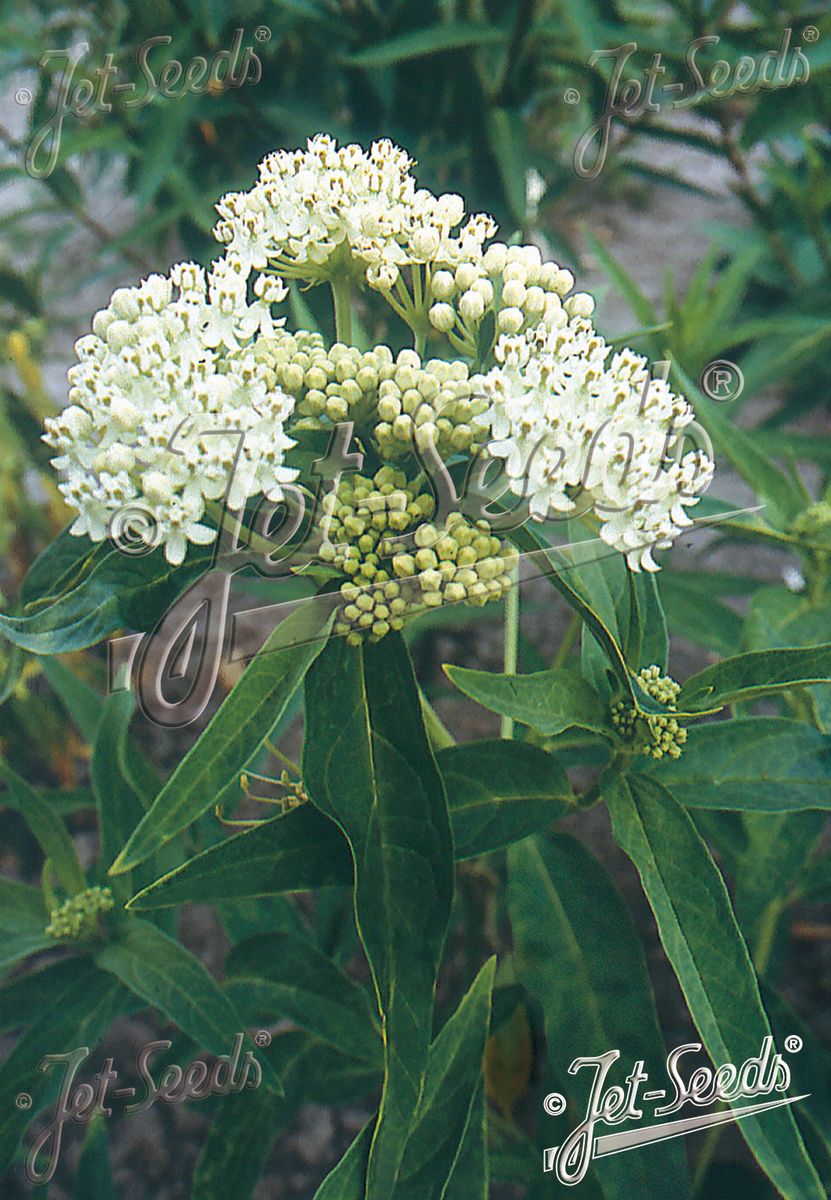 Sumpsilkeurt 'Iceballet' - Asclepias incarnata